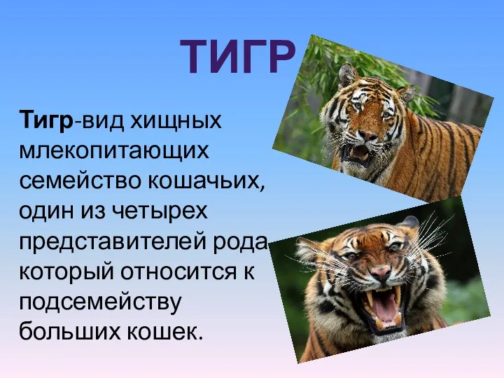 ТИГР Тигр-вид хищных млекопитающих семейство кошачьих, один из четырех представителей рода ,который относится