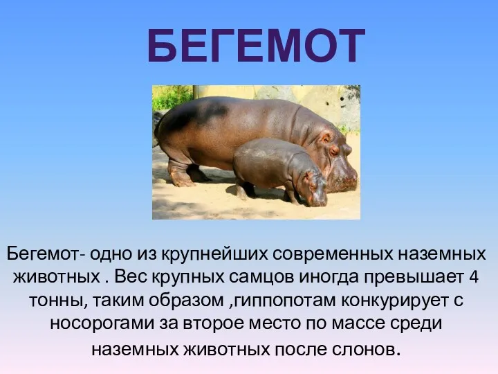 БЕГЕМОТ Бегемот- одно из крупнейших современных наземных животных . Вес крупных самцов иногда