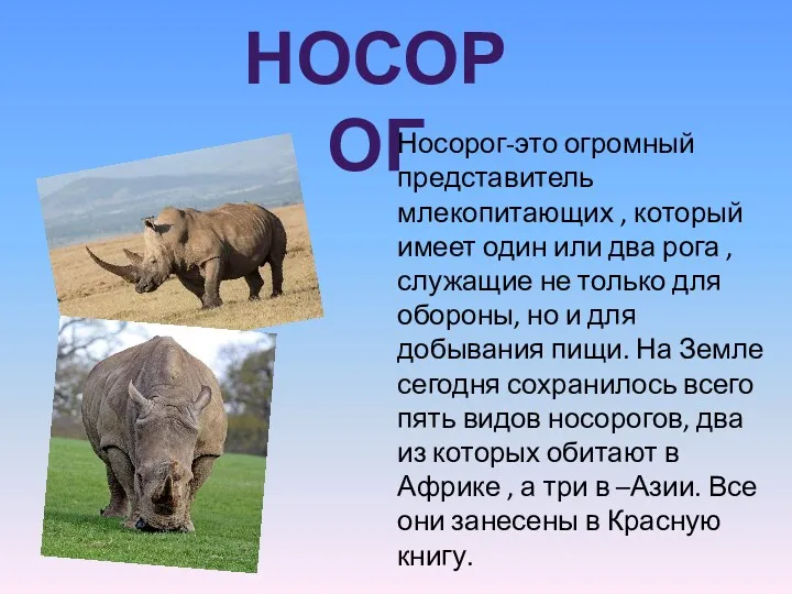 Носорог-это огромный представитель млекопитающих , который имеет один или два рога , служащие