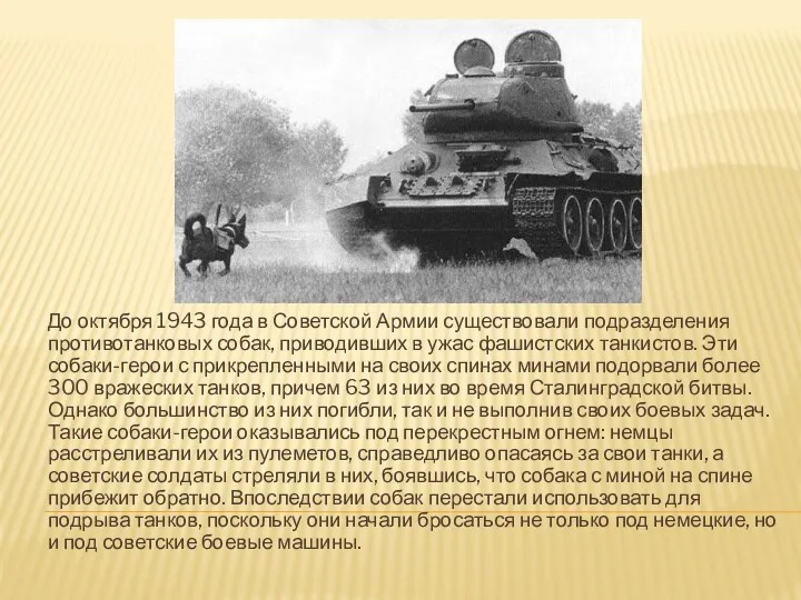 До октября 1943 года в Советской Армии существовали подразделения противотанковых собак, приводивших в