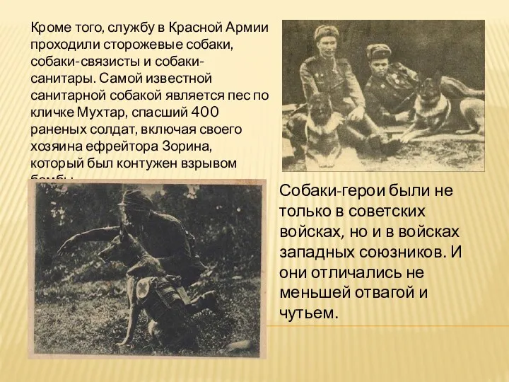 Кроме того, службу в Красной Армии проходили сторожевые собаки, собаки-связисты и собаки-санитары. Самой