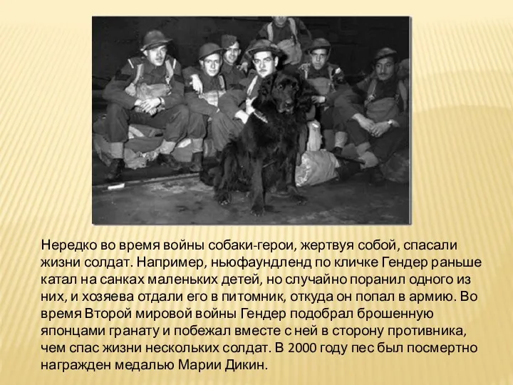 Нередко во время войны собаки-герои, жертвуя собой, спасали жизни солдат. Например, ньюфаундленд по