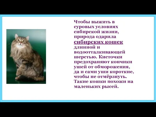 Чтобы выжить в суровых условиях сибирской жизни, природа одарила сибирских кошек длинной и