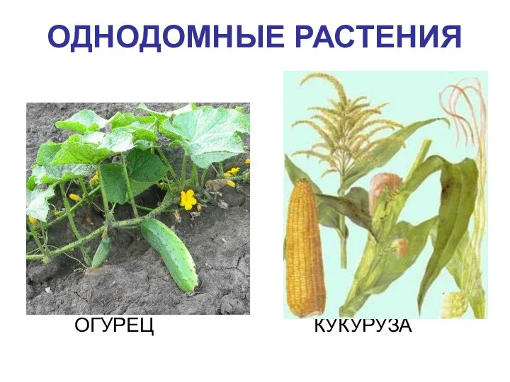 ОДНОДОМНЫЕ РАСТЕНИЯ ОГУРЕЦ КУКУРУЗА