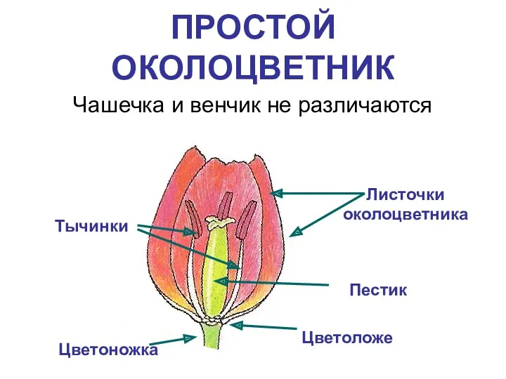 ПРОСТОЙ ОКОЛОЦВЕТНИК Чашечка и венчик не различаются Листочки околоцветника Тычинки Цветоложе Цветоножка Пестик