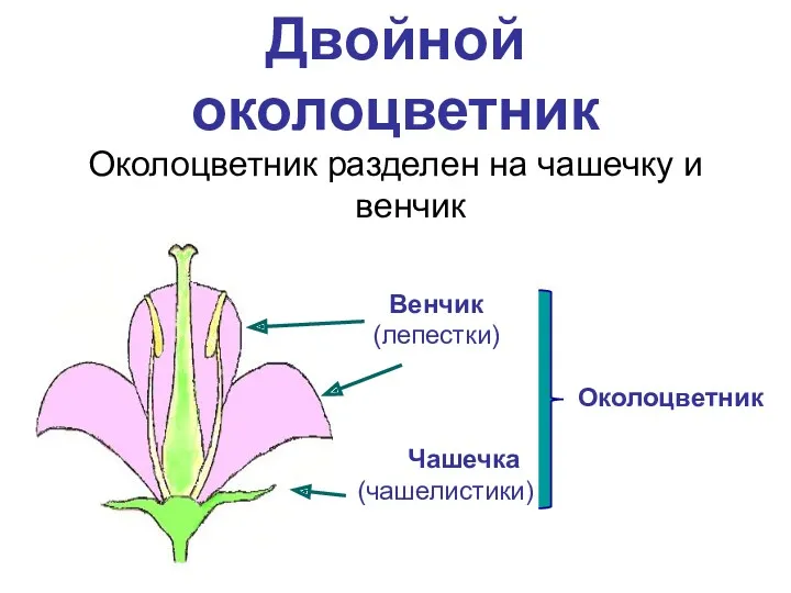 Двойной околоцветник Околоцветник разделен на чашечку и венчик Чашечка (чашелистики) Венчик (лепестки) Околоцветник