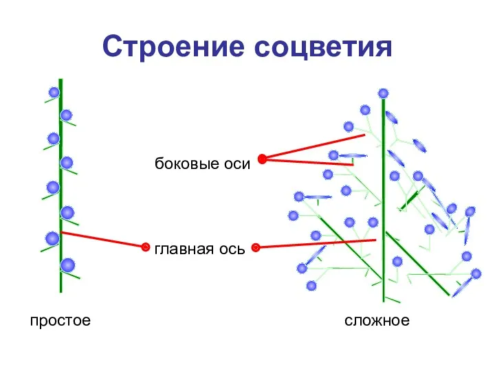 Строение соцветия сложное простое