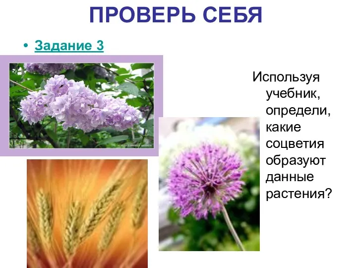 ПРОВЕРЬ СЕБЯ Задание 3 Используя учебник, определи, какие соцветия образуют данные растения?
