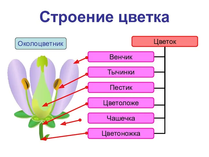 Строение цветка Околоцветник