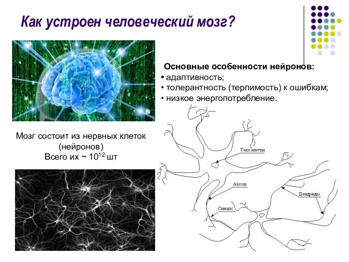 Как устроен человеческий мозг? Мозг состоит из нервных клеток (нейронов)