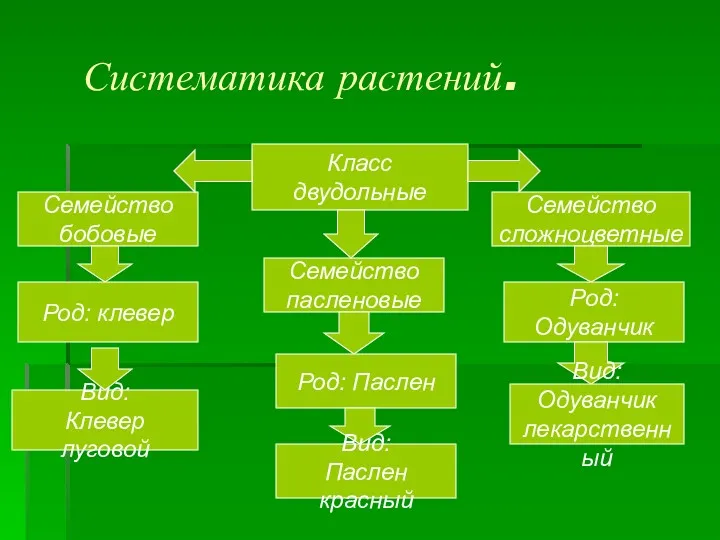 Систематика растений. Класс двудольные Семейство бобовые Семейство пасленовые Семейство сложноцветные