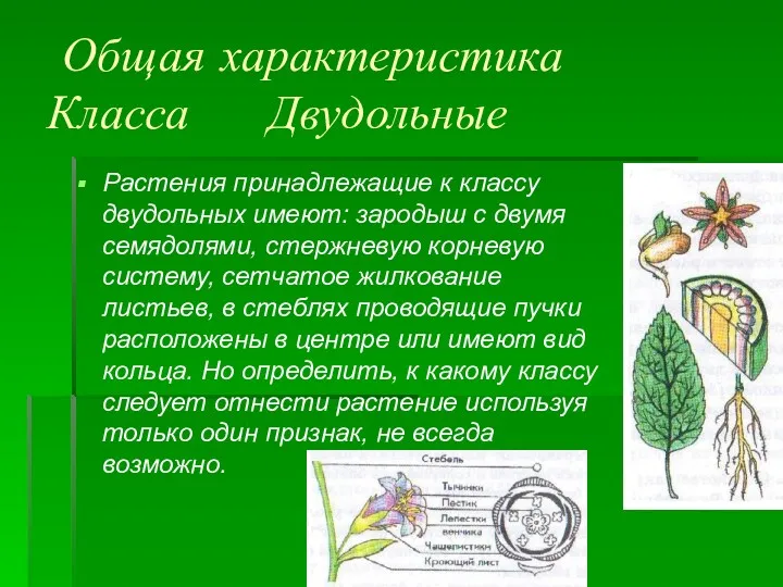 Общая характеристика Класса Двудольные Растения принадлежащие к классу двудольных имеют:
