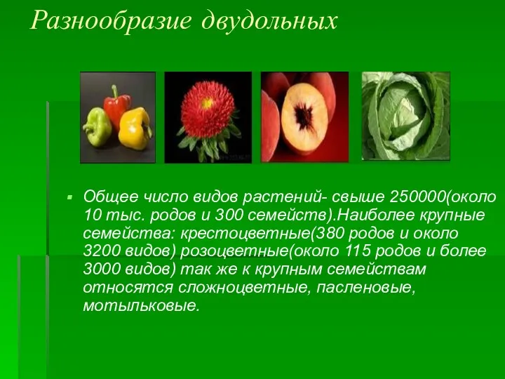 Разнообразие двудольных Общее число видов растений- свыше 250000(около 10 тыс.