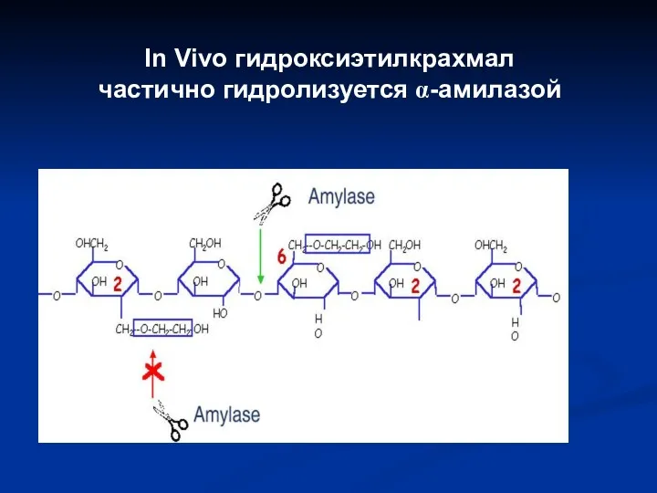 In Vivo гидроксиэтилкрахмал частично гидролизуется α-амилазой