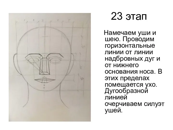 23 этап Намечаем уши и шею. Проводим горизонтальные линии от