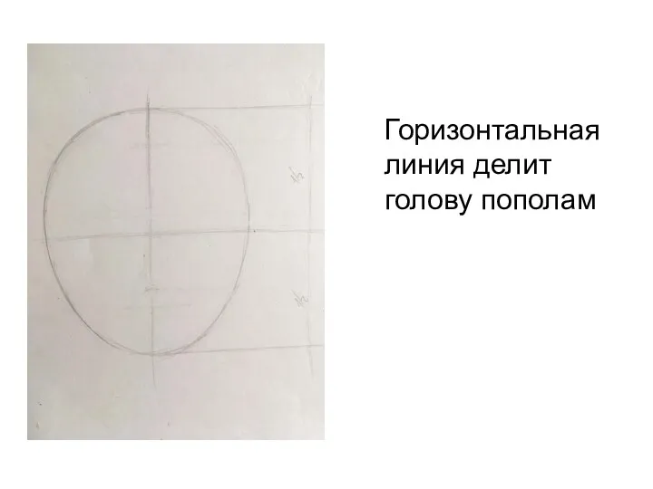 Горизонтальная линия делит голову пополам