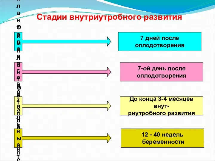 Стадии внутриутробного развития Предимплантационный период 7 дней после оплодотворения Имплантация