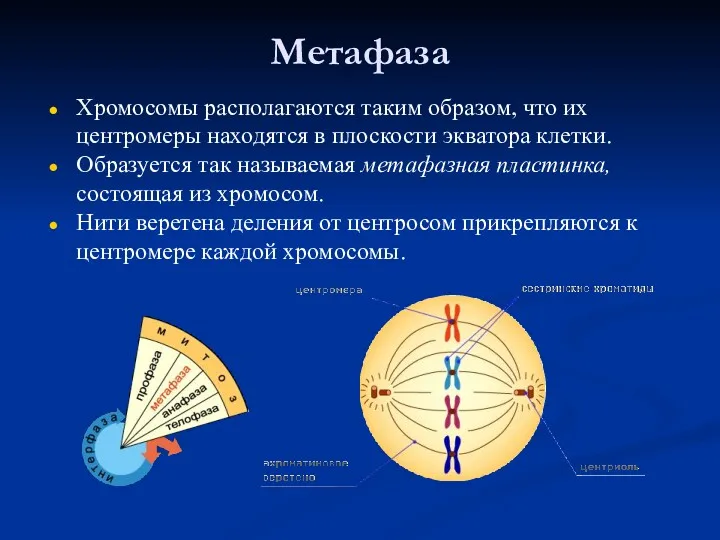 Метафаза Хромосомы располагаются таким образом, что их центромеры находятся в