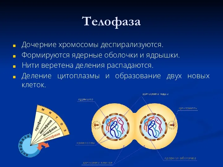 Телофаза Дочерние хромосомы деспирализуются. Формируются ядерные оболочки и ядрышки. Нити