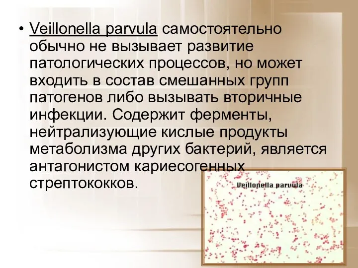 Veillonella parvula самостоятельно обычно не вызывает развитие патологических процессов, но