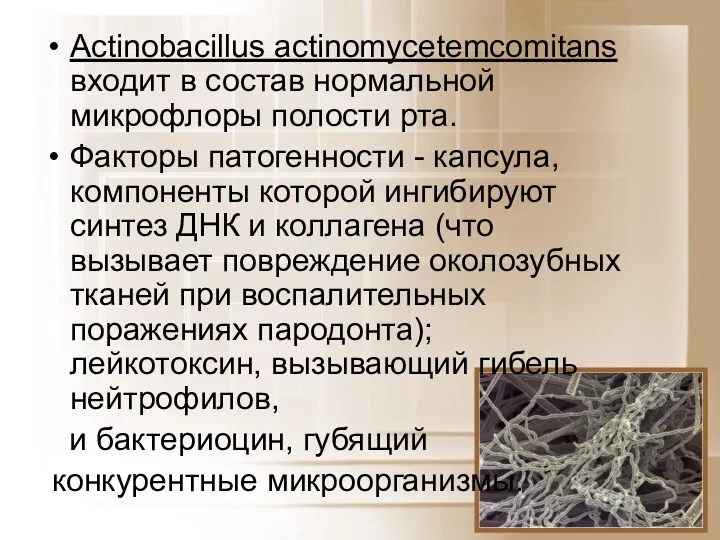 Actinobacillus actinomycetemcomitans входит в состав нормальной микрофлоры полости рта. Факторы