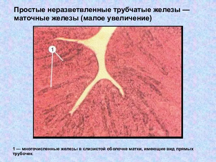 Простые неразветвленные трубчатые железы — маточные железы (малое увеличение) 1