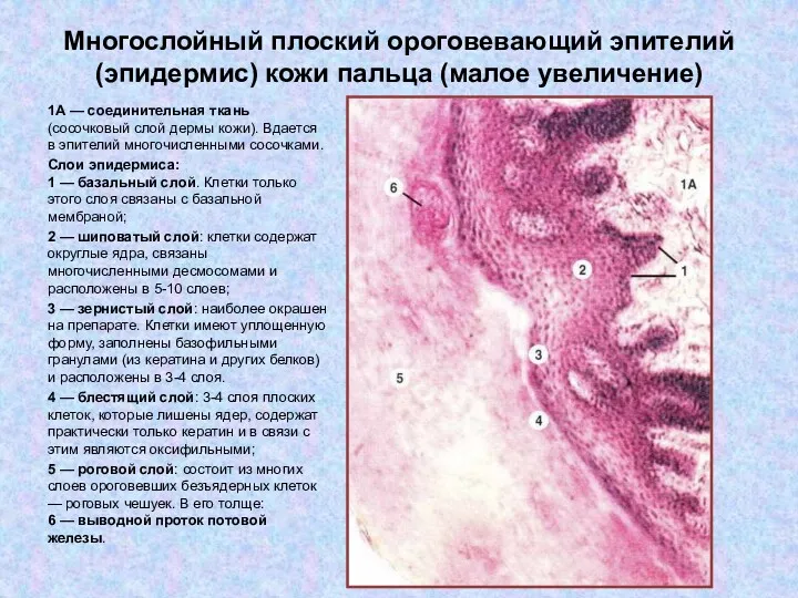 Многослойный плоский ороговевающий эпителий (эпидермис) кожи пальца (малое увеличение) 1А — соединительная ткань