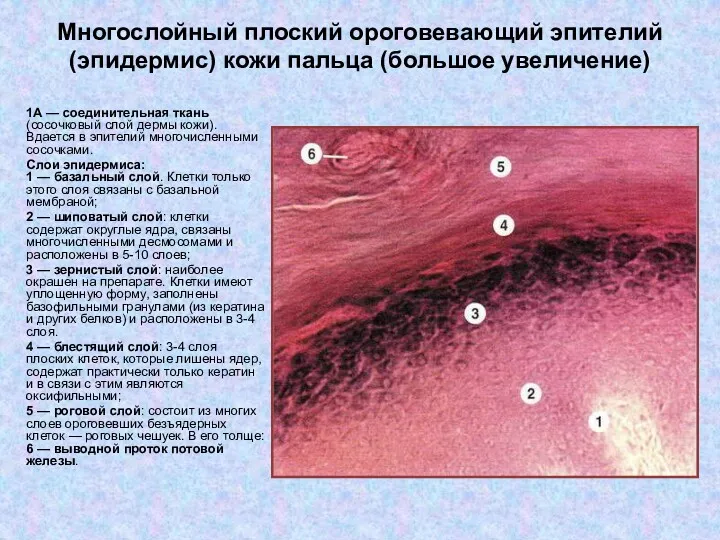 Многослойный плоский ороговевающий эпителий (эпидермис) кожи пальца (большое увеличение) 1А — соединительная ткань