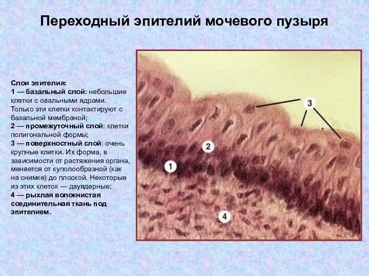 Переходный эпителий мочевого пузыря Слои эпителия: 1 — базальный слой: