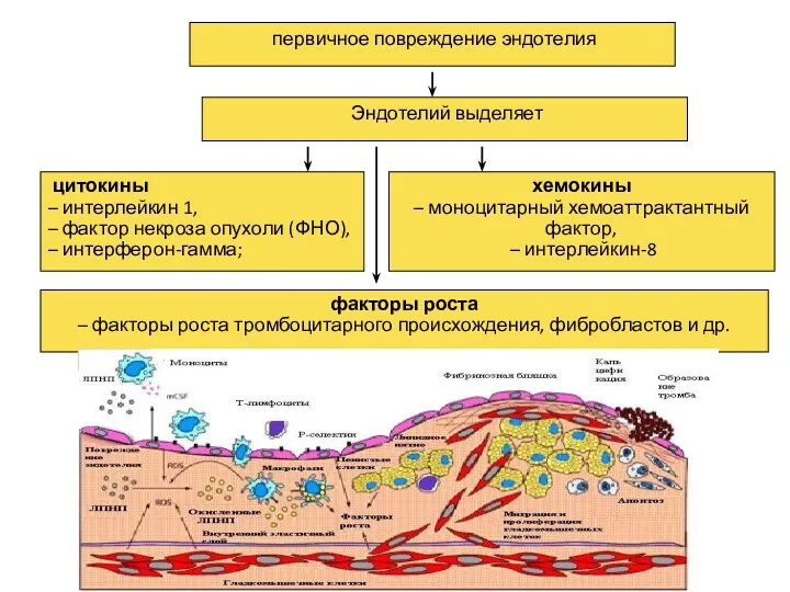 первичное повреждение эндотелия цитокины – интерлейкин 1, – фактор некроза