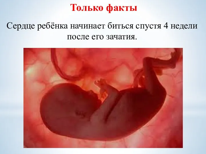 Только факты Сердце ребёнка начинает биться спустя 4 недели после его зачатия.