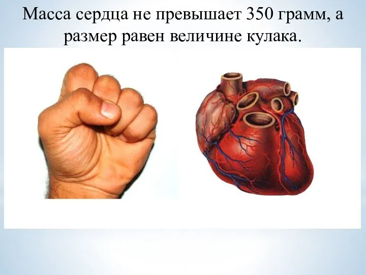 Масса сердца не превышает 350 грамм, а размер равен величине кулака.