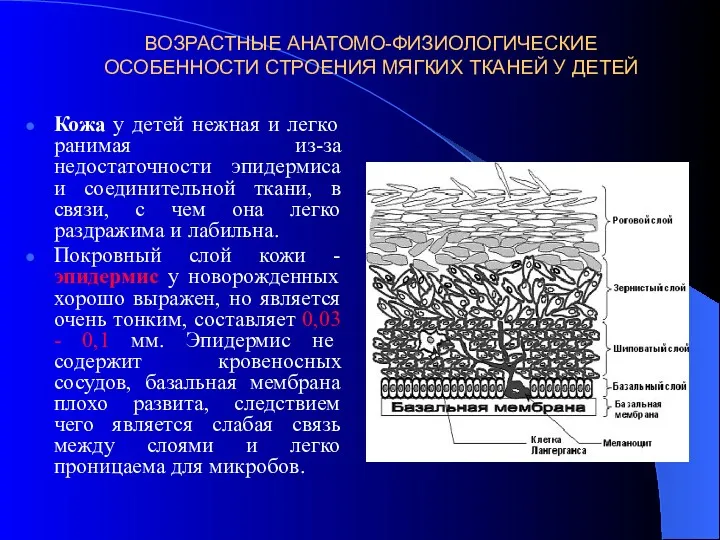 ВОЗРАСТНЫЕ АНАТОМО-ФИЗИОЛОГИЧЕСКИЕ ОСОБЕННОСТИ СТРОЕНИЯ МЯГКИХ ТКАНЕЙ У ДЕТЕЙ Кожа у