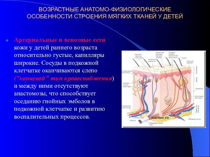 ВОЗРАСТНЫЕ АНАТОМО-ФИЗИОЛОГИЧЕСКИЕ ОСОБЕННОСТИ СТРОЕНИЯ МЯГКИХ ТКАНЕЙ У ДЕТЕЙ Артериальные и