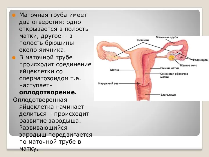 Маточная труба имеет два отверстия: одно открывается в полость матки,