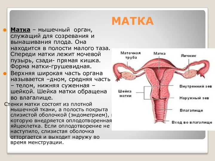 МАТКА Матка – мышечный орган, служащий для созревания и вынашивания