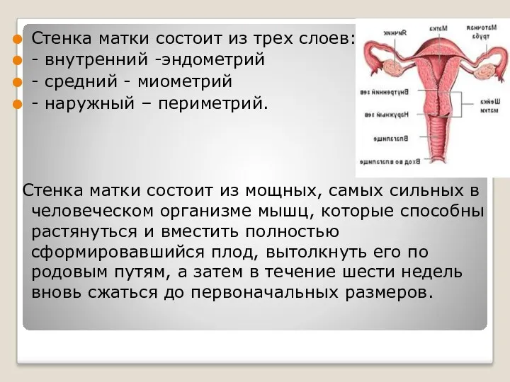 Стенка матки состоит из трех слоев: - внутренний -эндометрий -