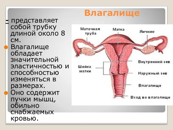 Влагалище - представляет собой трубку длиной около 8 см. Влагалище