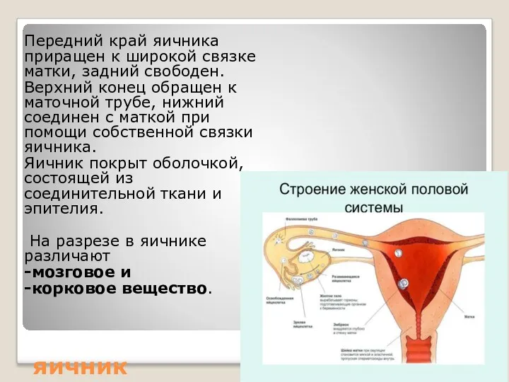 яичник Передний край яичника приращен к широкой связке матки, задний