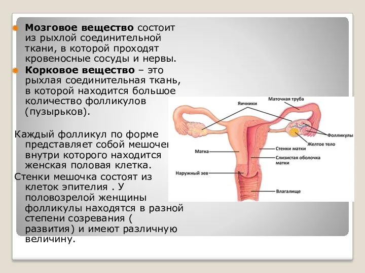 Мозговое вещество состоит из рыхлой соединительной ткани, в которой проходят