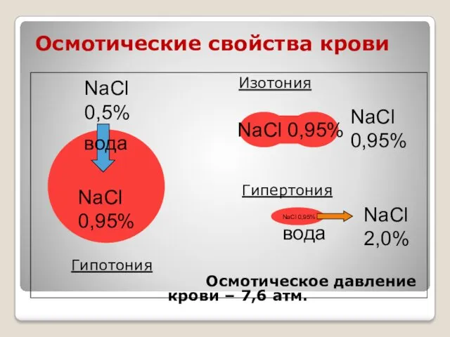 Осмотические свойства крови Изотония Гипертония Гипотония Осмотическое давление крови –