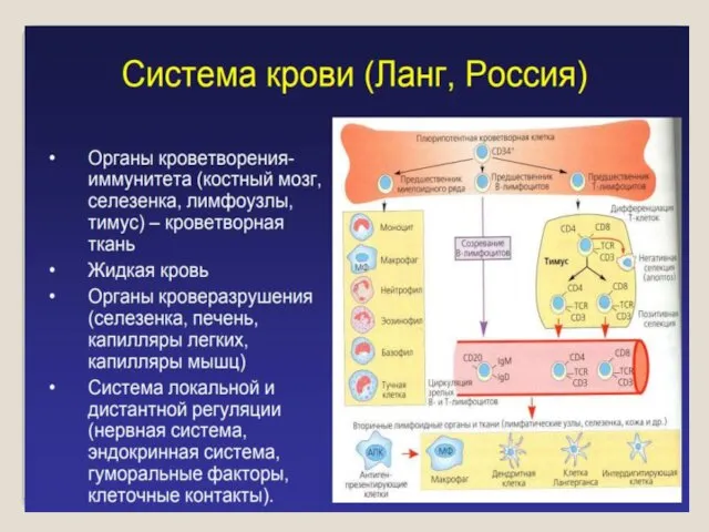 Система крови (Г. Ланг) 1. Периферическая кровь, циркулирующая по сосудам