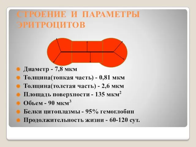 СТРОЕНИЕ И ПАРАМЕТРЫ ЭРИТРОЦИТОВ Диаметр - 7,8 мкм Толщина(тонкая часть)