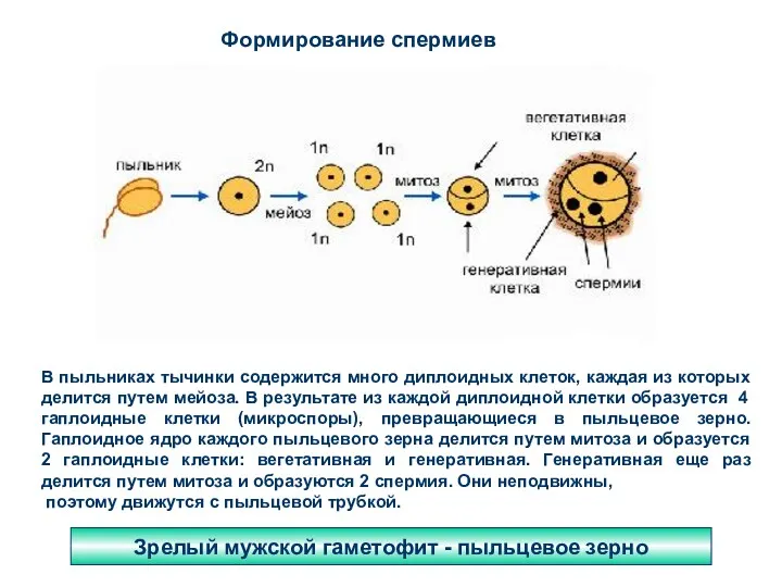 Зрелый мужской гаметофит - пыльцевое зерно Формирование спермиев В пыльниках