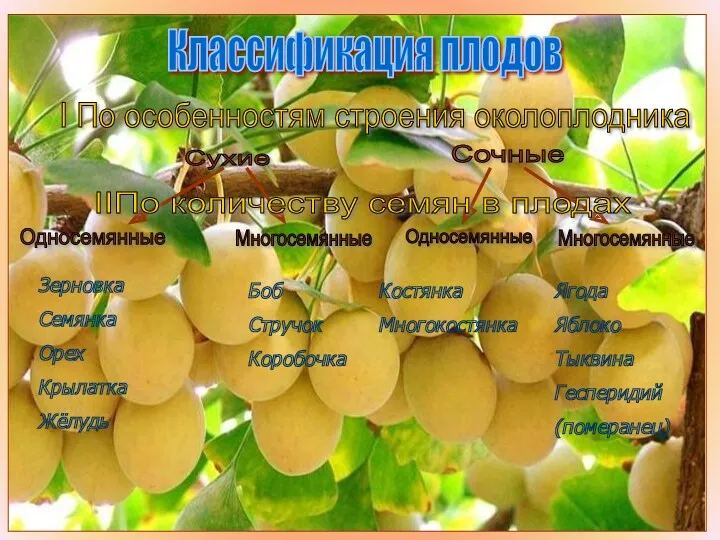 Бочкова И.А. Классификация плодов I По особенностям строения околоплодника Сухие