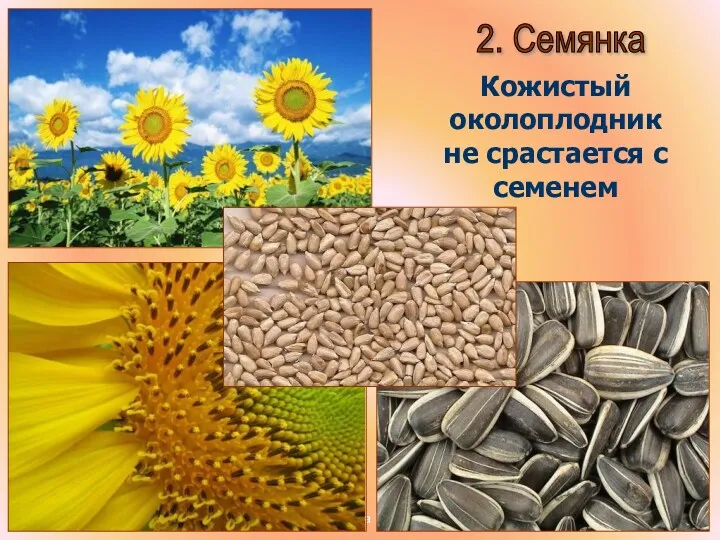 Бочкова И.А. 2. Семянка Кожистый околоплодник не срастается с семенем