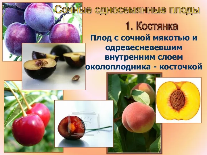 Сочные односемянные плоды 1. Костянка Плод с сочной мякотью и одревесневевшим внутренним слоем околоплодника - косточкой