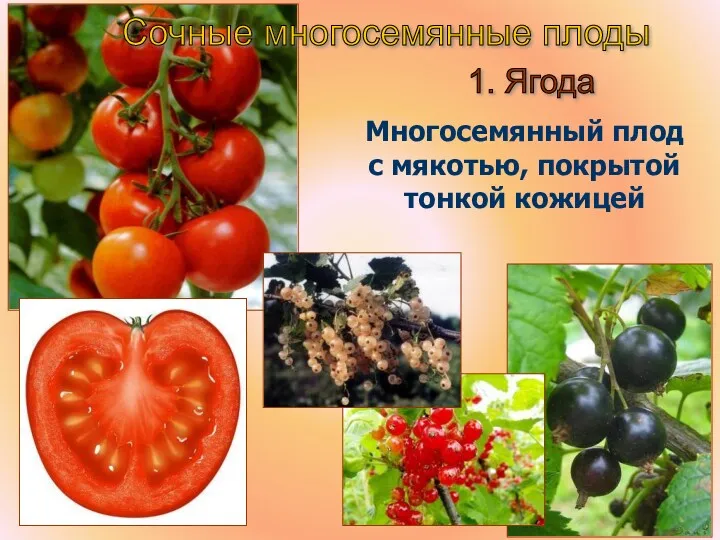 Сочные многосемянные плоды 1. Ягода Многосемянный плод с мякотью, покрытой тонкой кожицей
