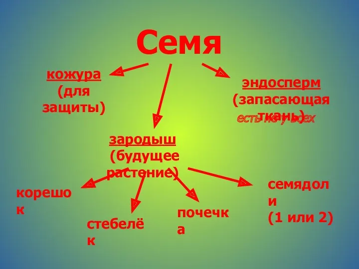 Семя кожура (для защиты) эндосперм (запасающая ткань) зародыш (будущее растение)