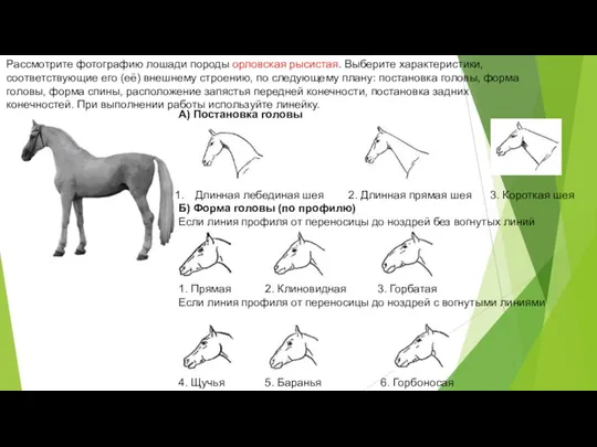 Рассмотрите фотографию лошади породы орловская рысистая. Выберите характеристики, соответствующие его (её) внешнему строению,